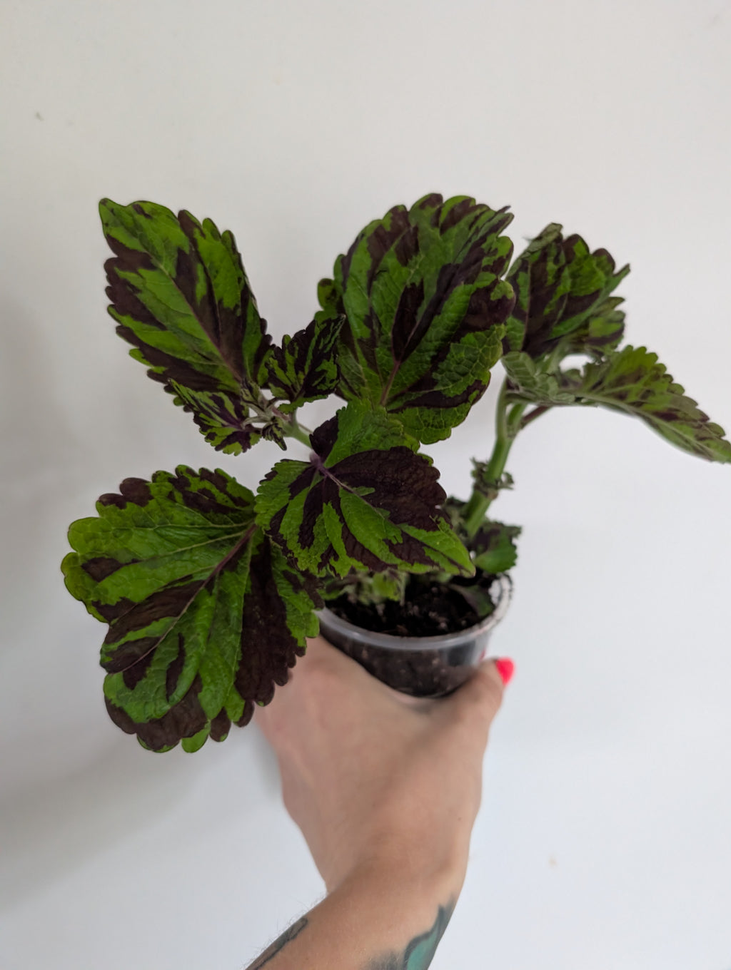 Coleus Tiger