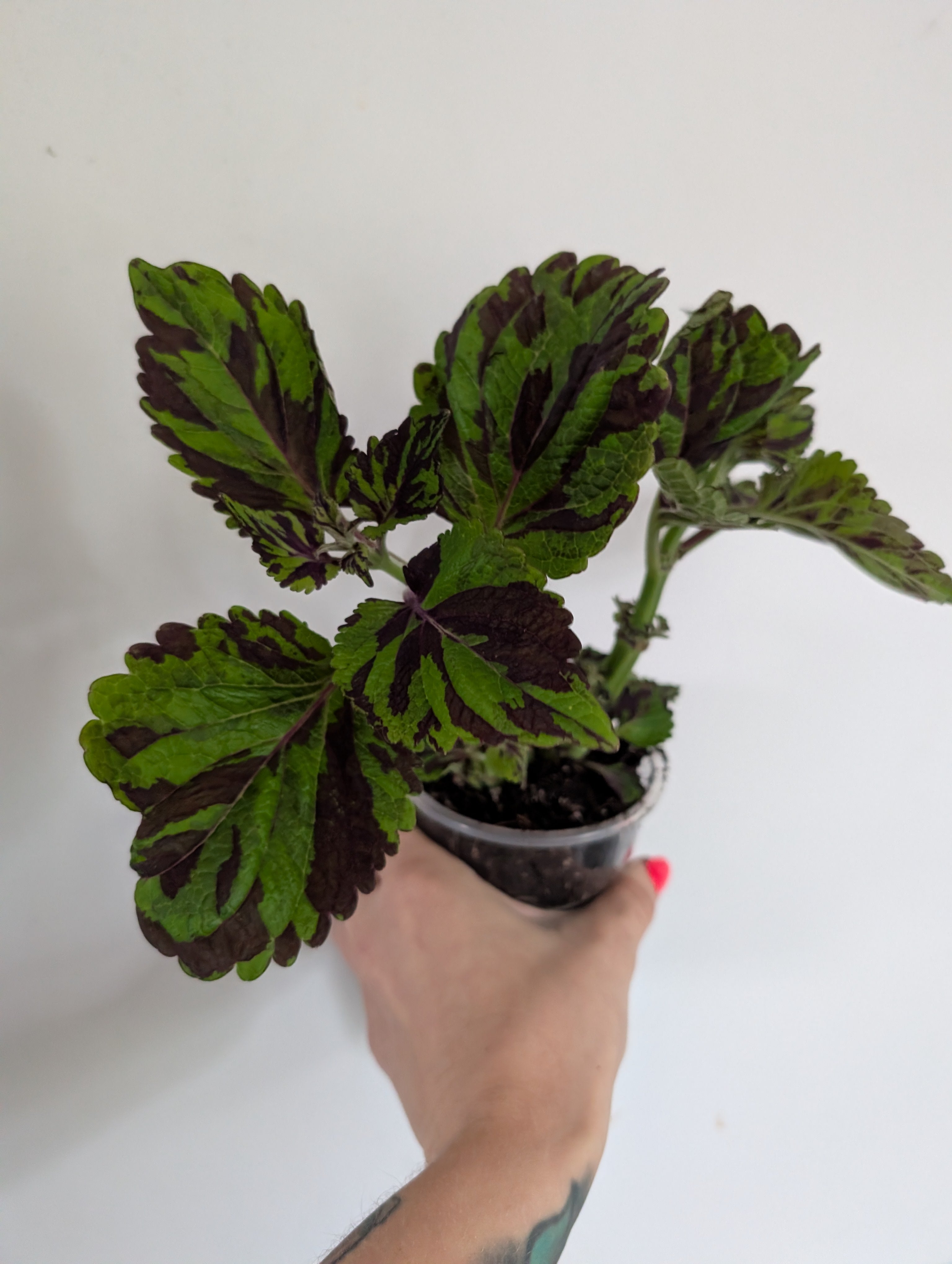 Coleus Tiger