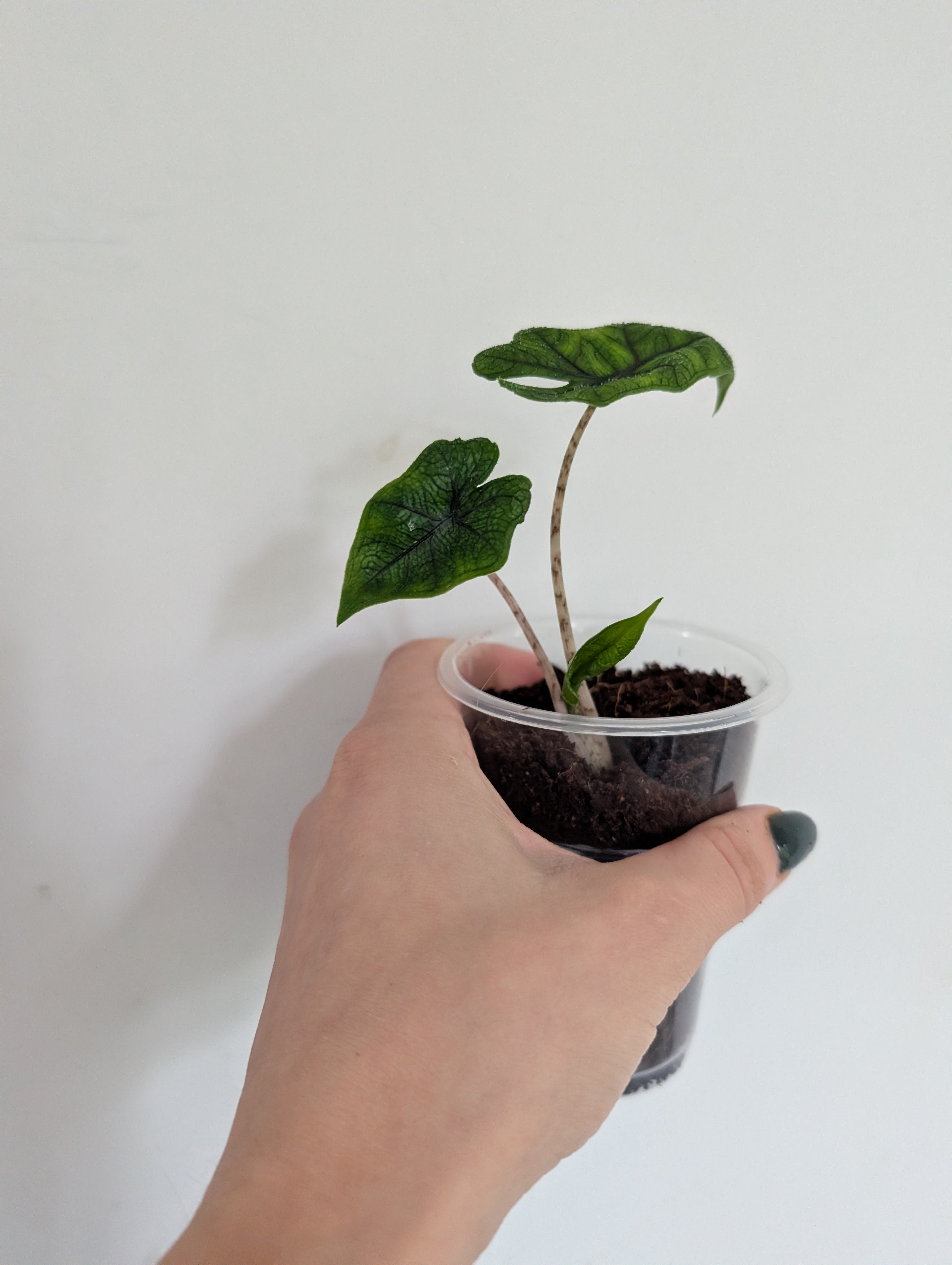 Small Alocasia Jacklyn