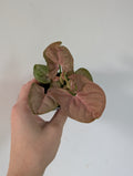 Syngonium neon robusta 6cm