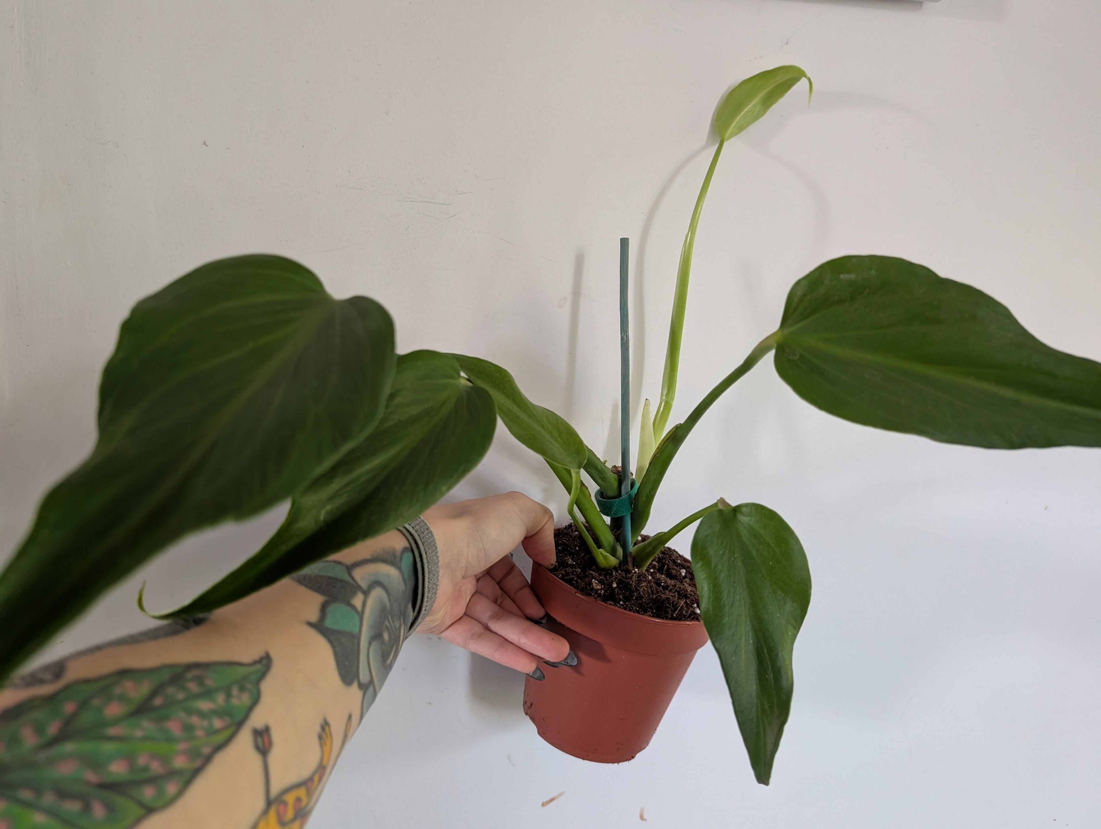 Monstera Burle Marx Flame