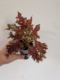 Coleus Jupiter