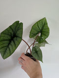 Medium alocasia platinum