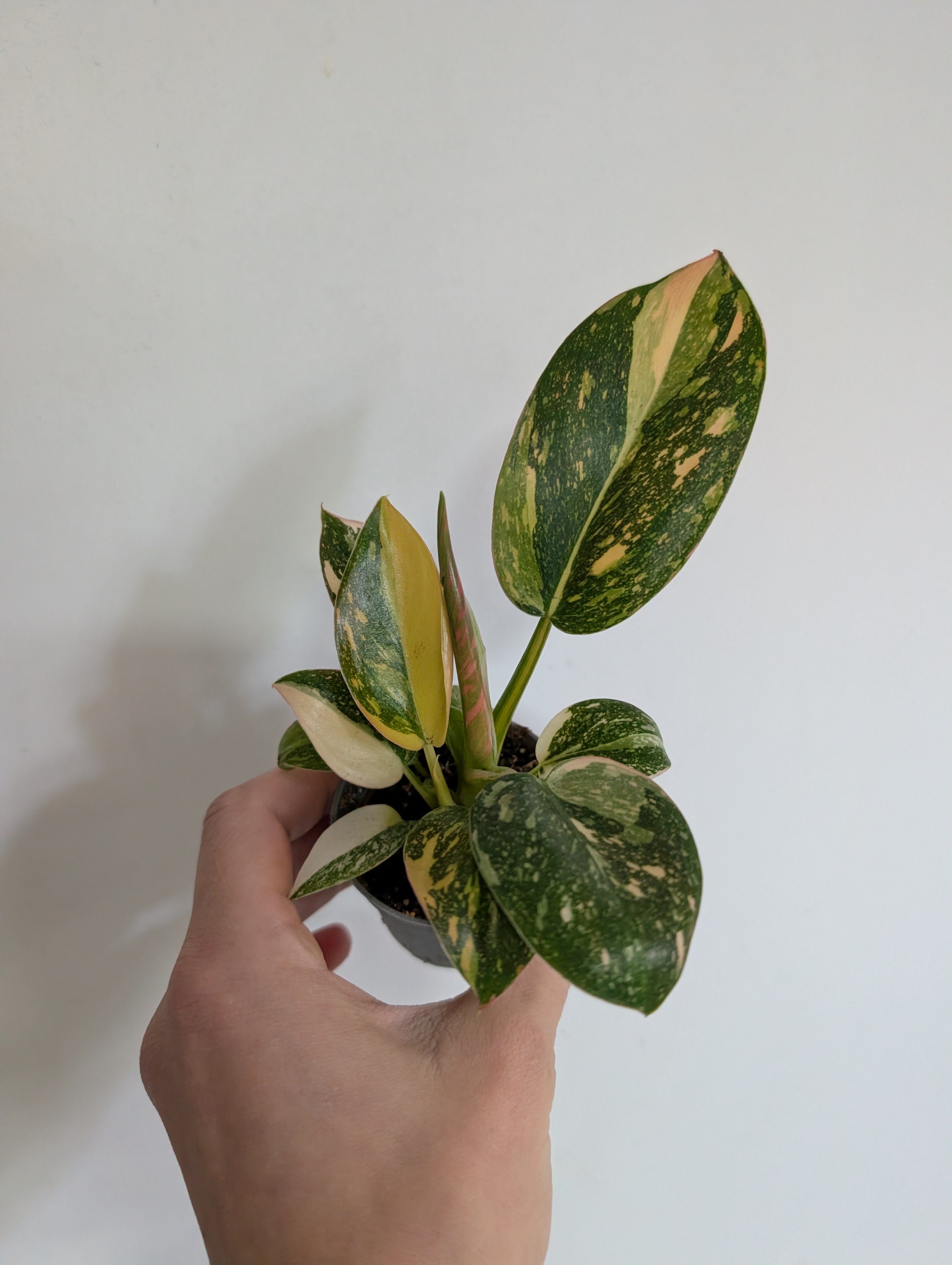 Philodendron Green Congo Nuclear 6cm