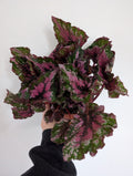 Begonia Purple Blush 12cm