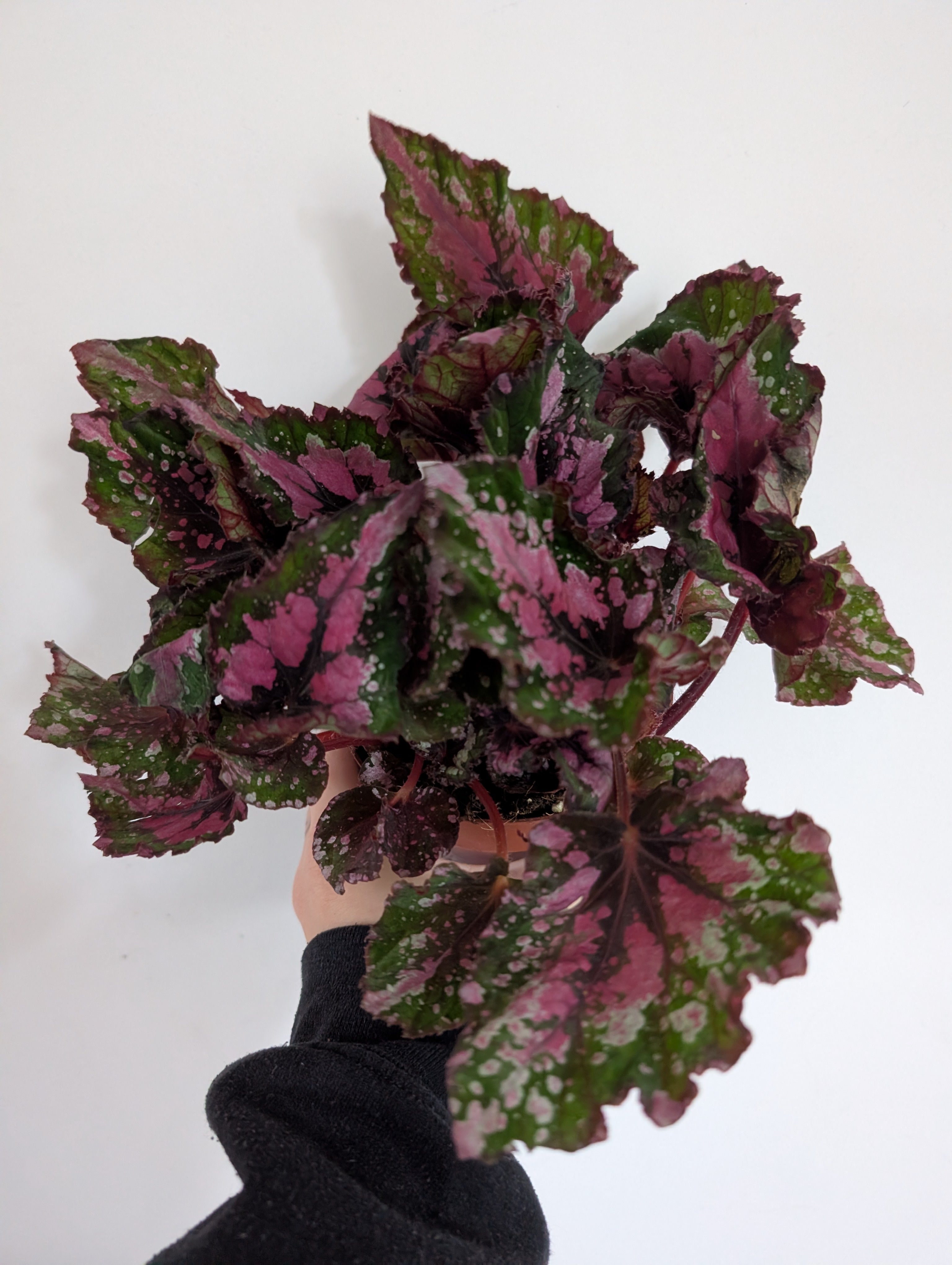 Begonia Purple Blush 12cm