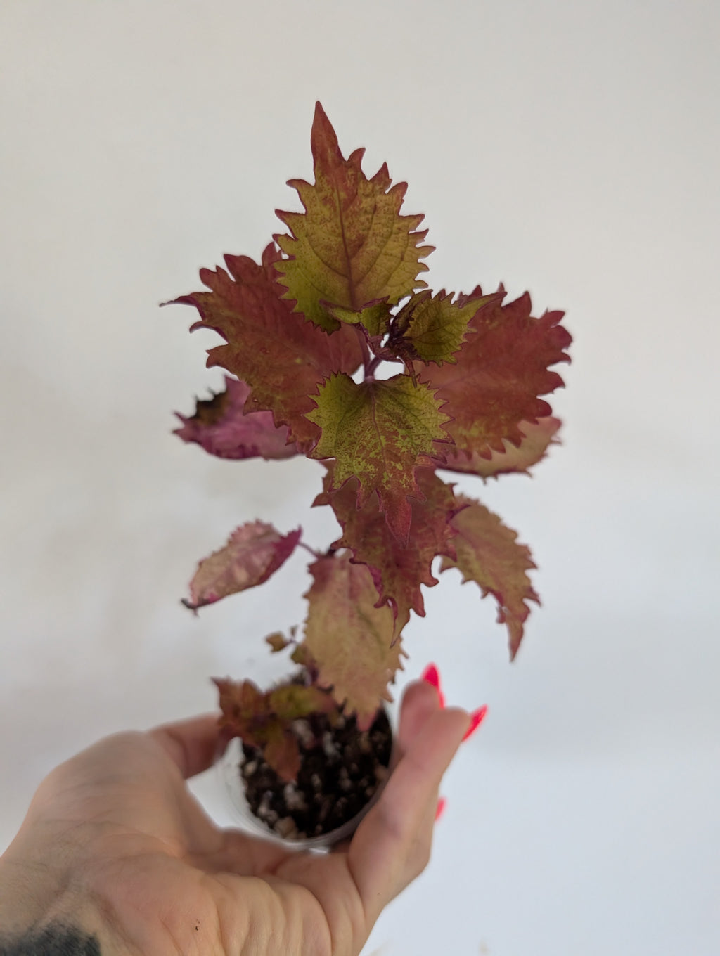 Coleus Henna