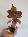 Coleus Henna