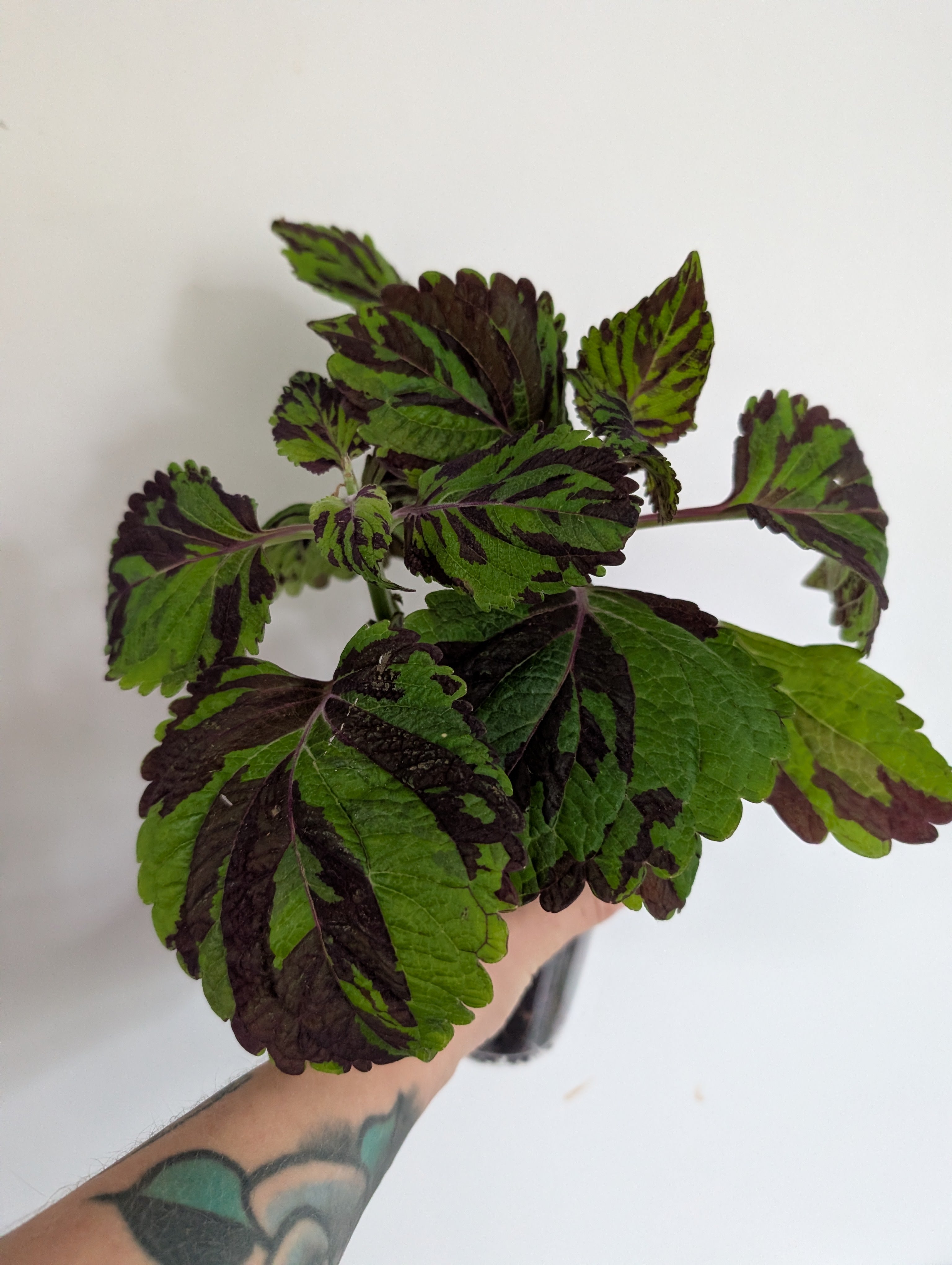 Coleus Tiger