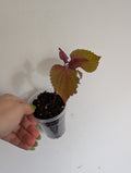 Coleus Campfire