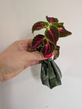 Coleus Spacecake unrooted clipping in propagation pot