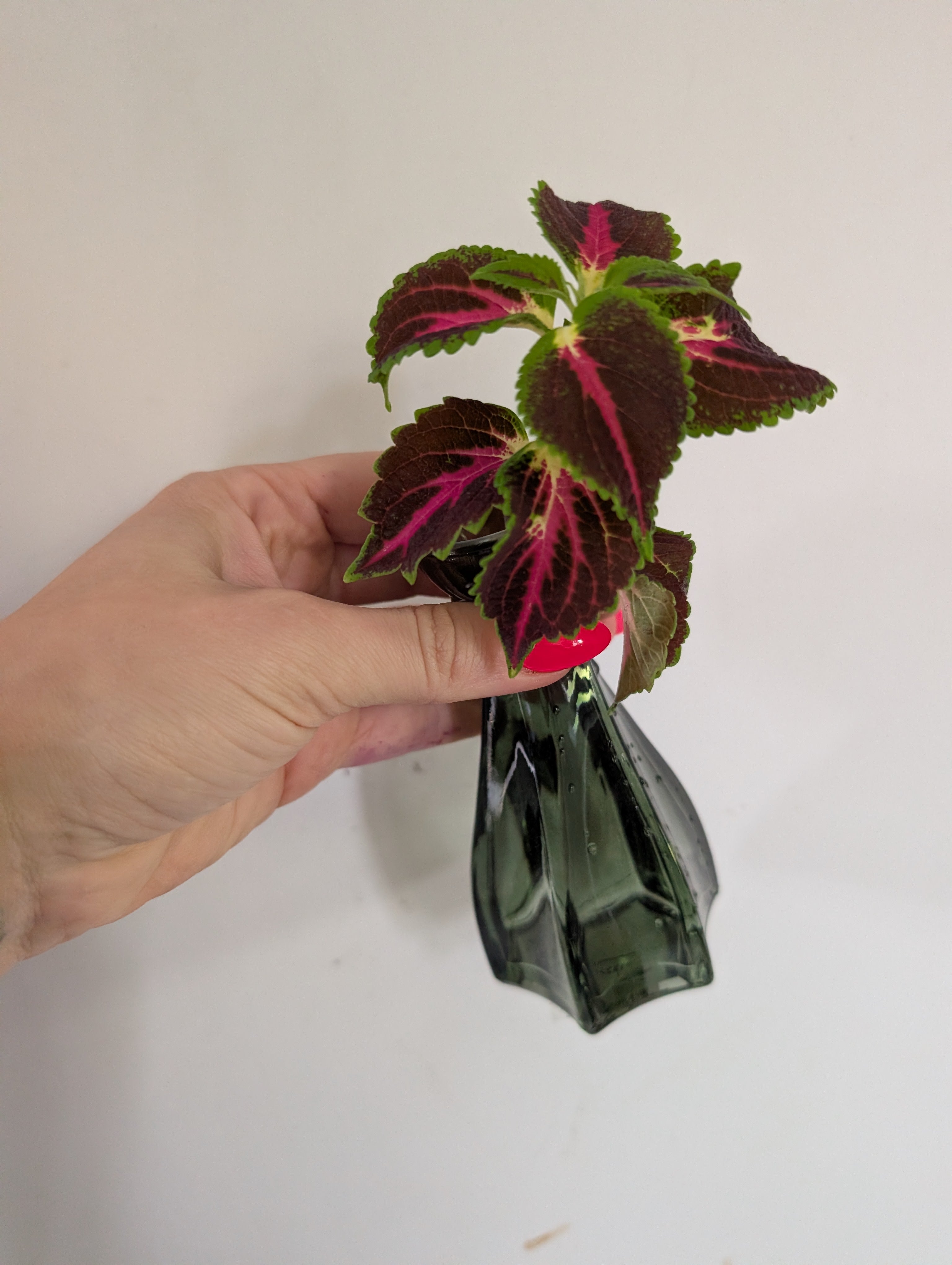 Coleus Spacecake unrooted clipping in propagation pot