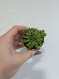 Semperverium Tectorum 6cm
