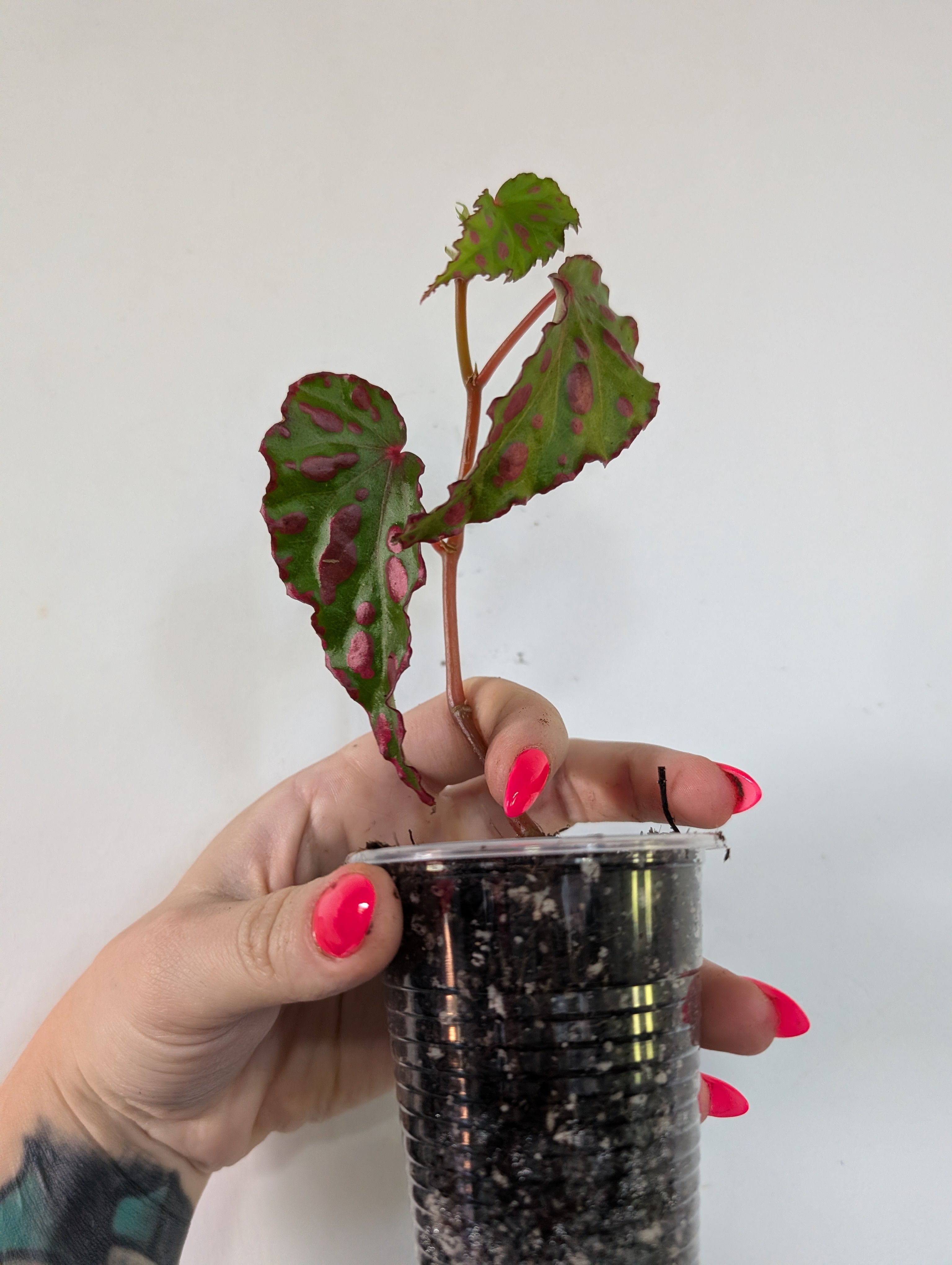 Begonia pink Dottie small plant