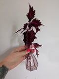 Coleus stained glassworks unrooted clipping in propagation pot