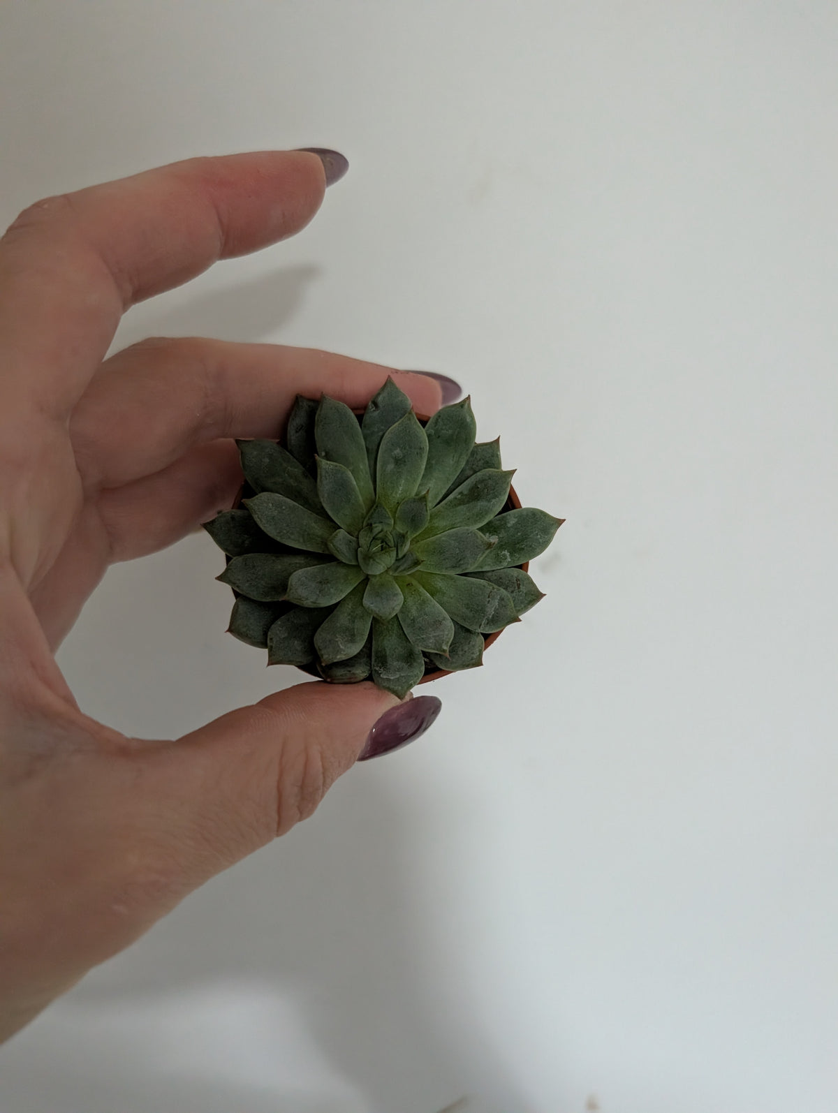 Echeveria