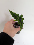 Alocasia jacklyn