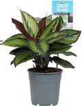 Pre-order calathea princeps 12cm