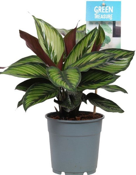 Pre-order calathea princeps 12cm