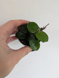 Hoya Mathilde 6cm