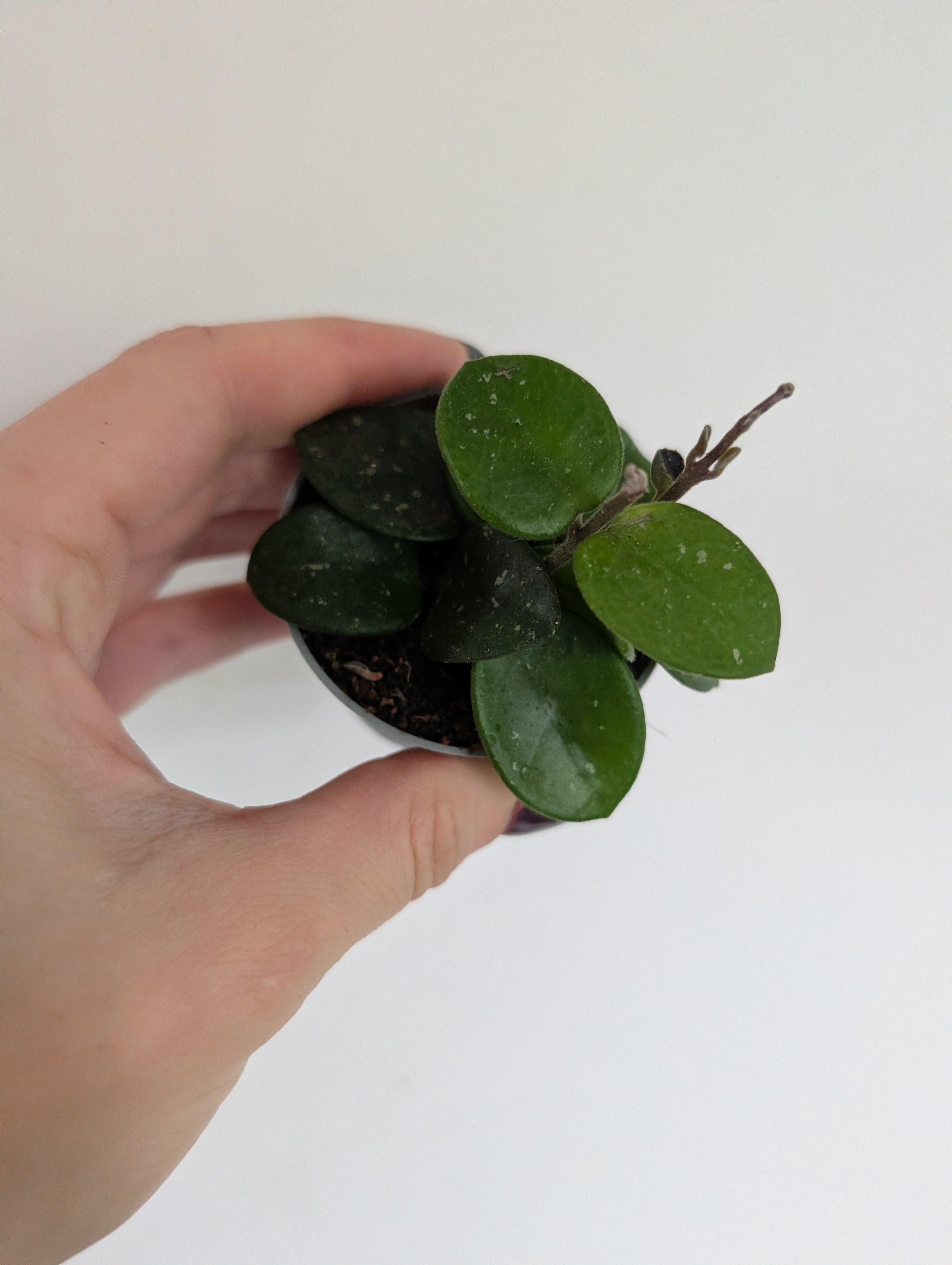 Hoya Mathilde 6cm