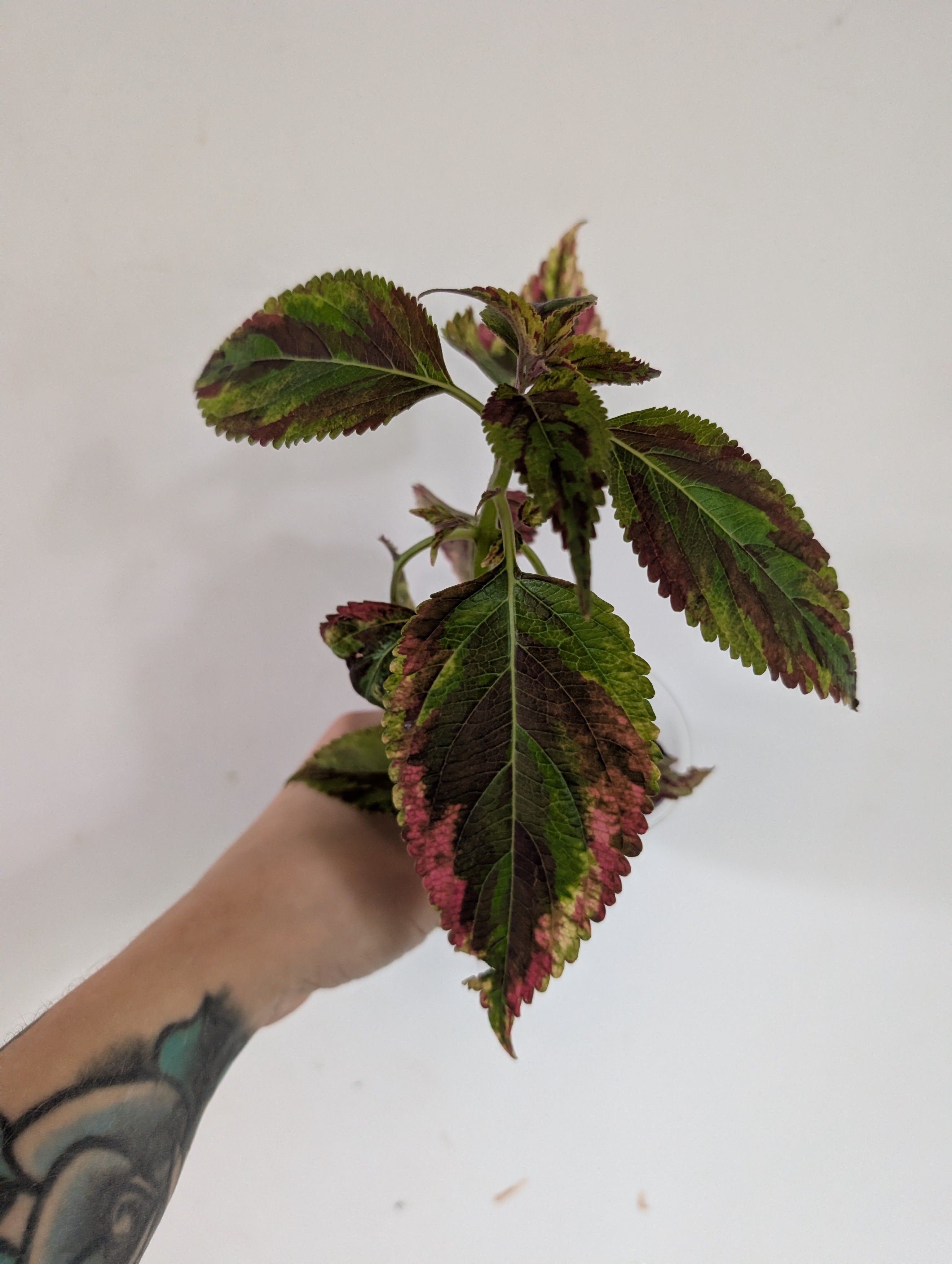 Coleus Combat