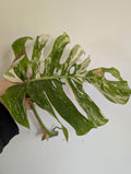 Unrooted Monstera Albo cutting