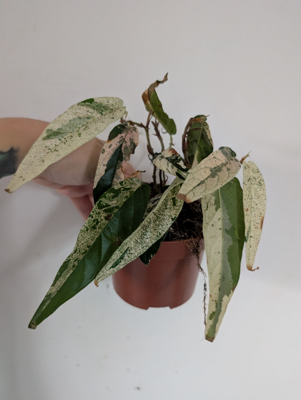 Damaged ficus Sagittata Variegated