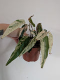 Damaged ficus Sagittata Variegated