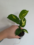 Ctenanthe golden mosaic 6cm