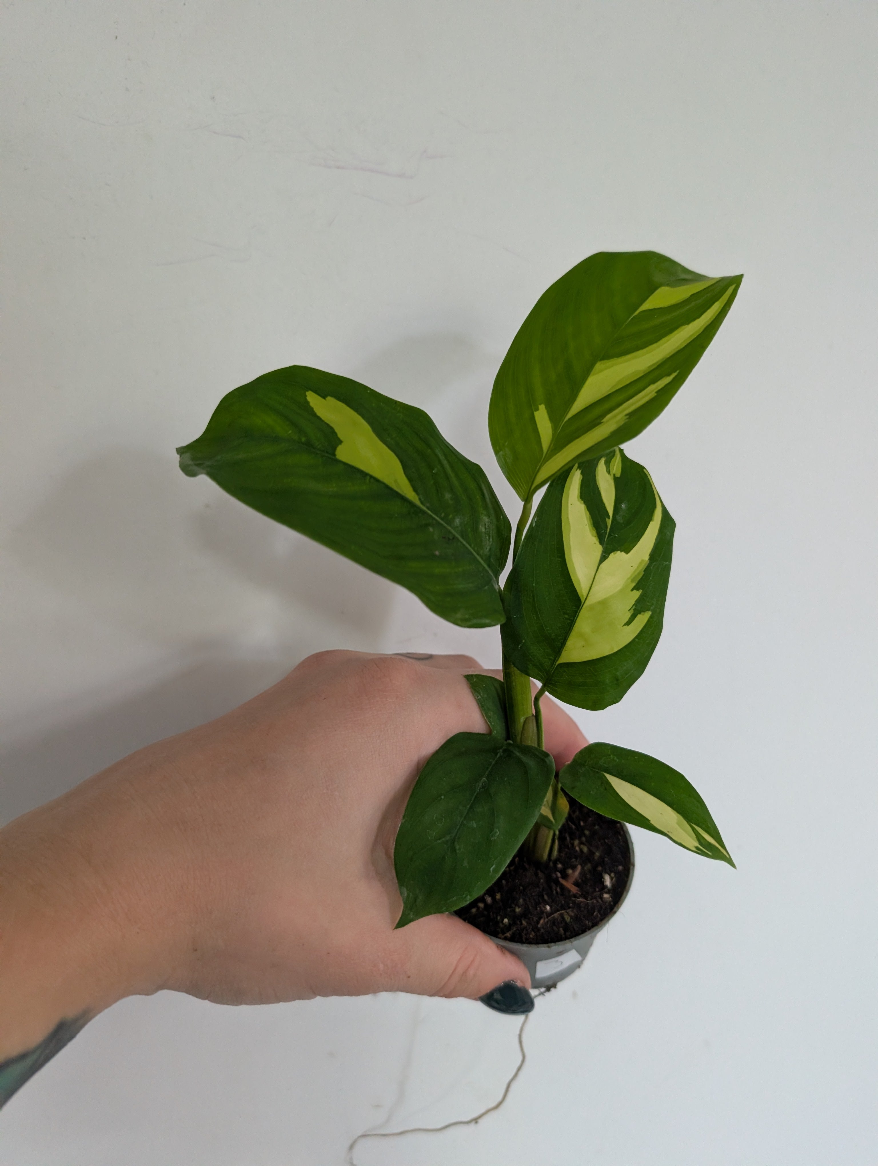 Ctenanthe golden mosaic 6cm