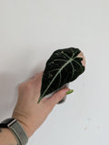 Alocasia black velvet pink variegated
