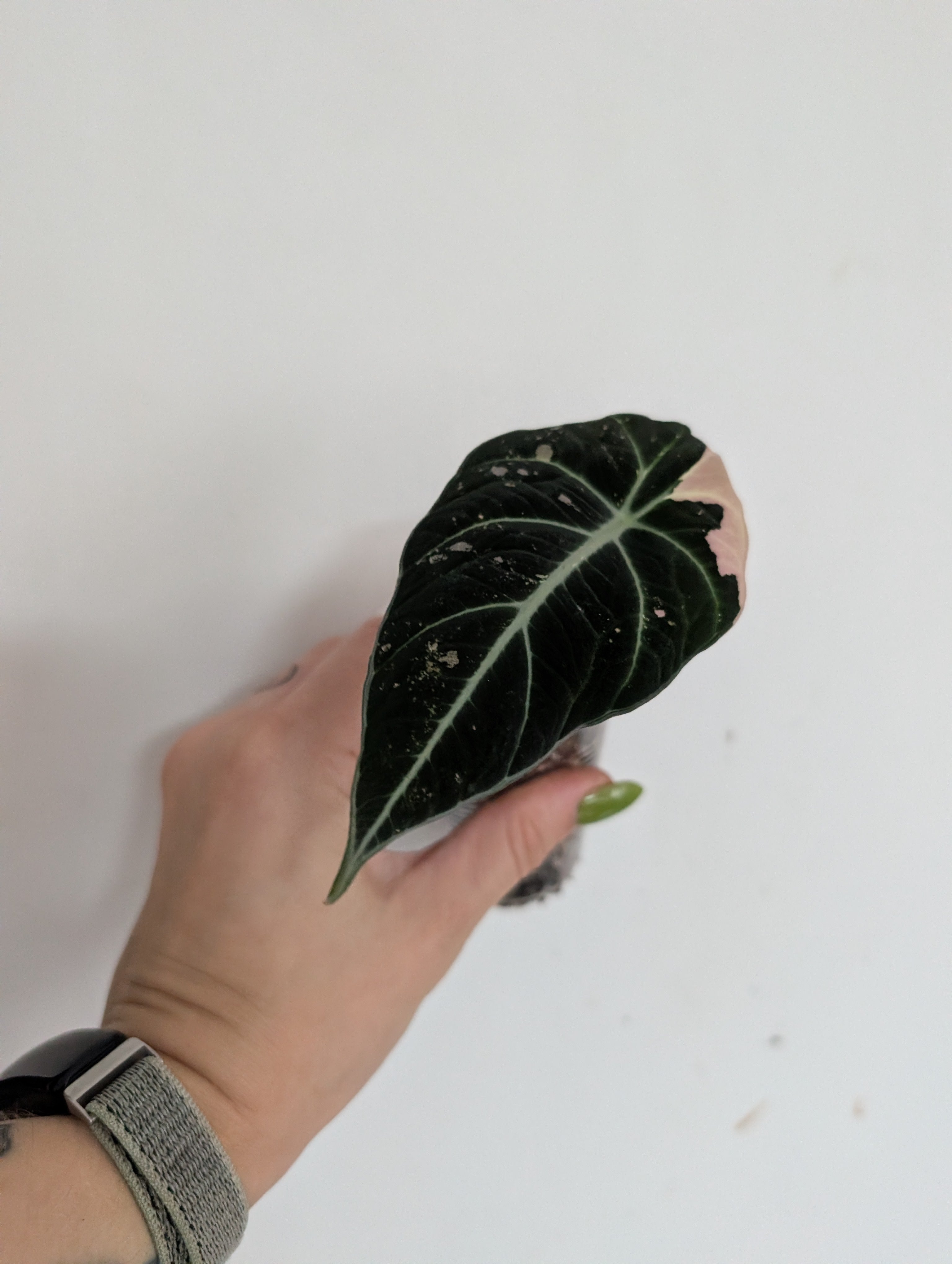 Alocasia black velvet pink variegated