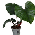 Pre-order Philodendron Squamiferum X Serpens 12cm