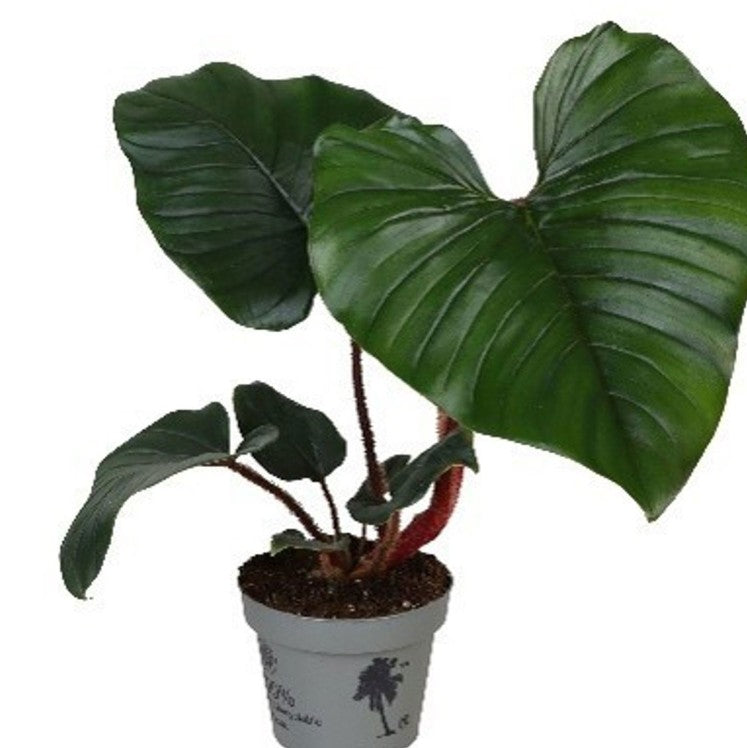 Pre-order Philodendron Squamiferum X Serpens 12cm