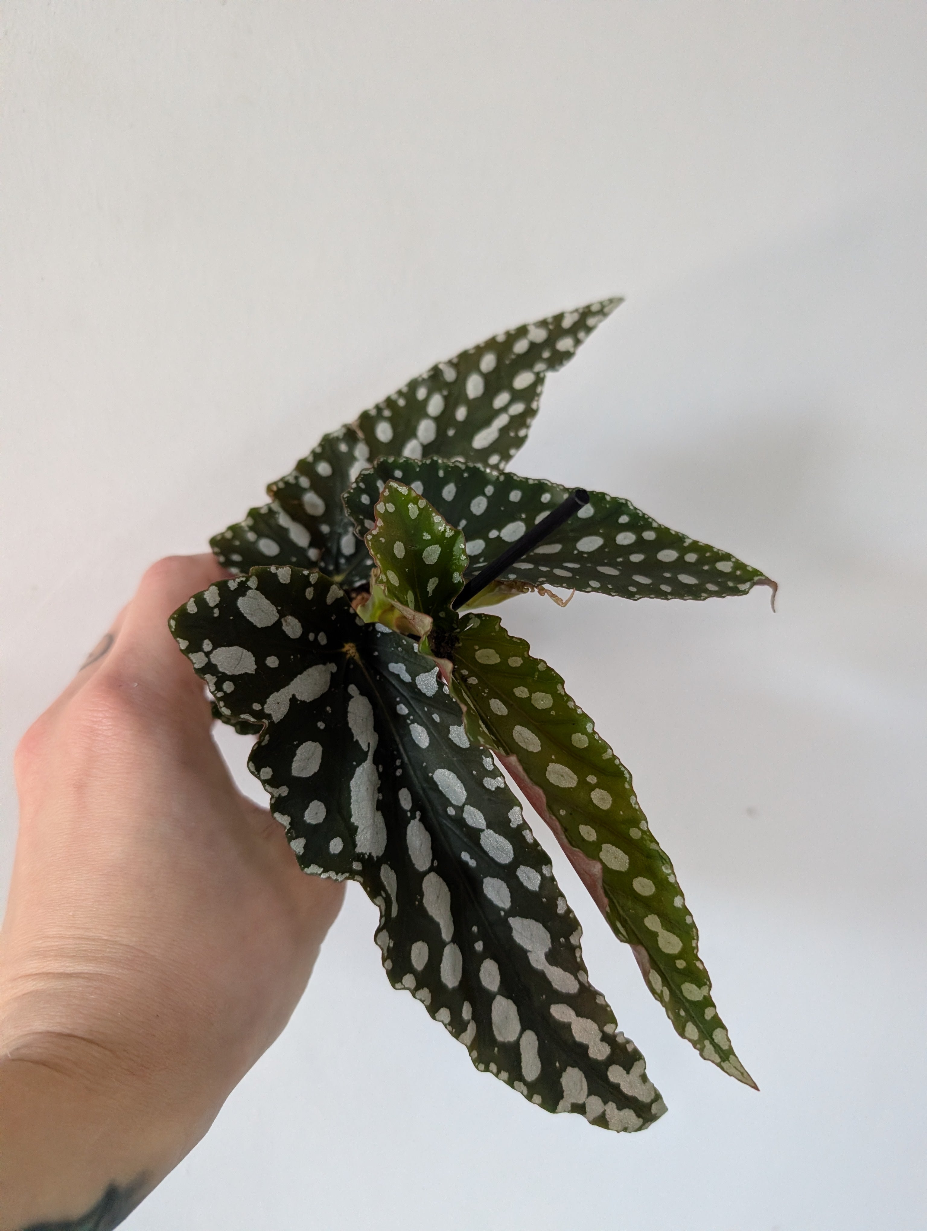 Begonia double dot 6cm