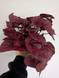 Begonia Inca Flame 12cm