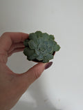 Echeveria