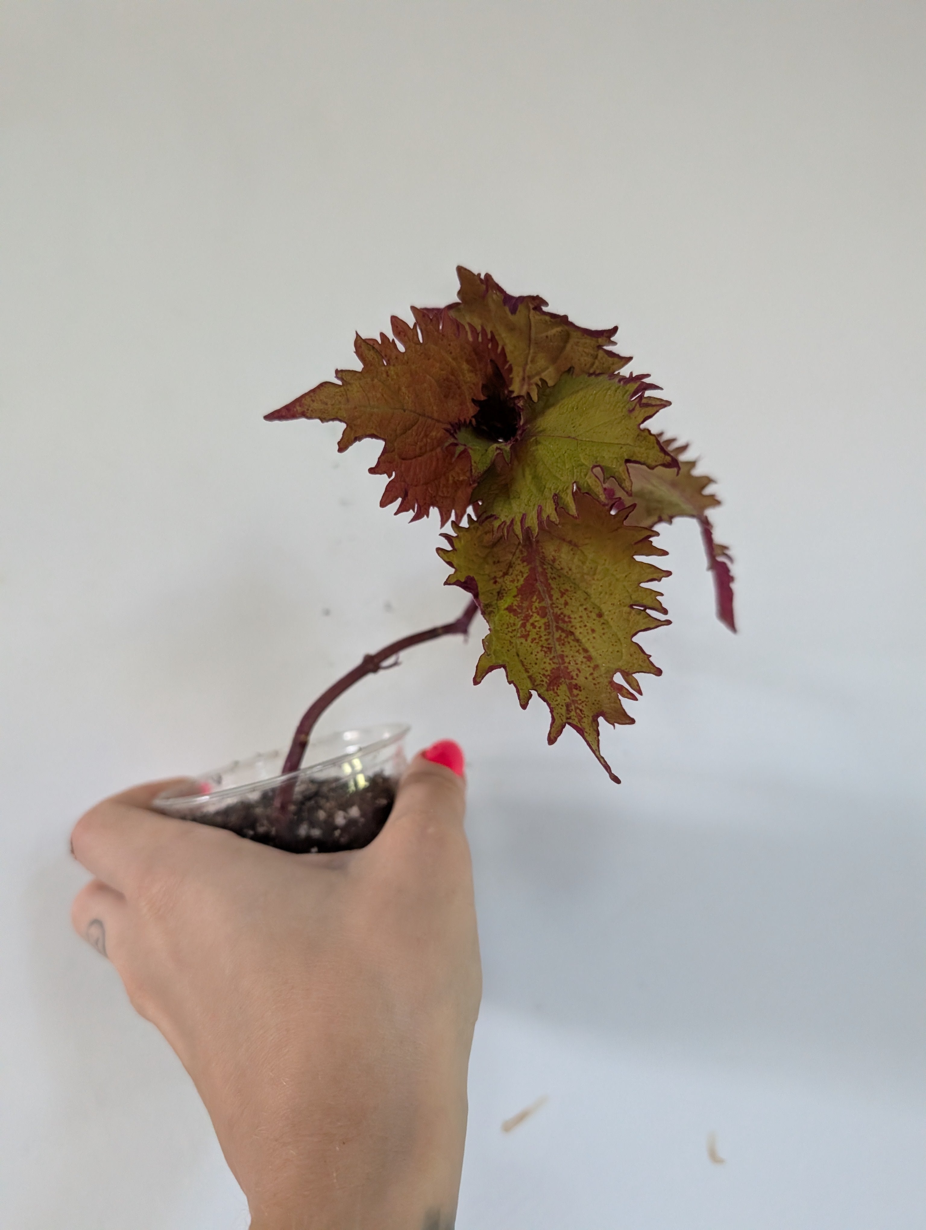 Coleus Henna