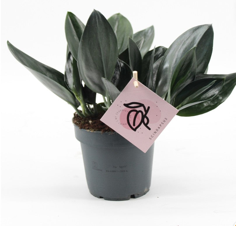 Pre-order scindapsus treubii dark 12cm
