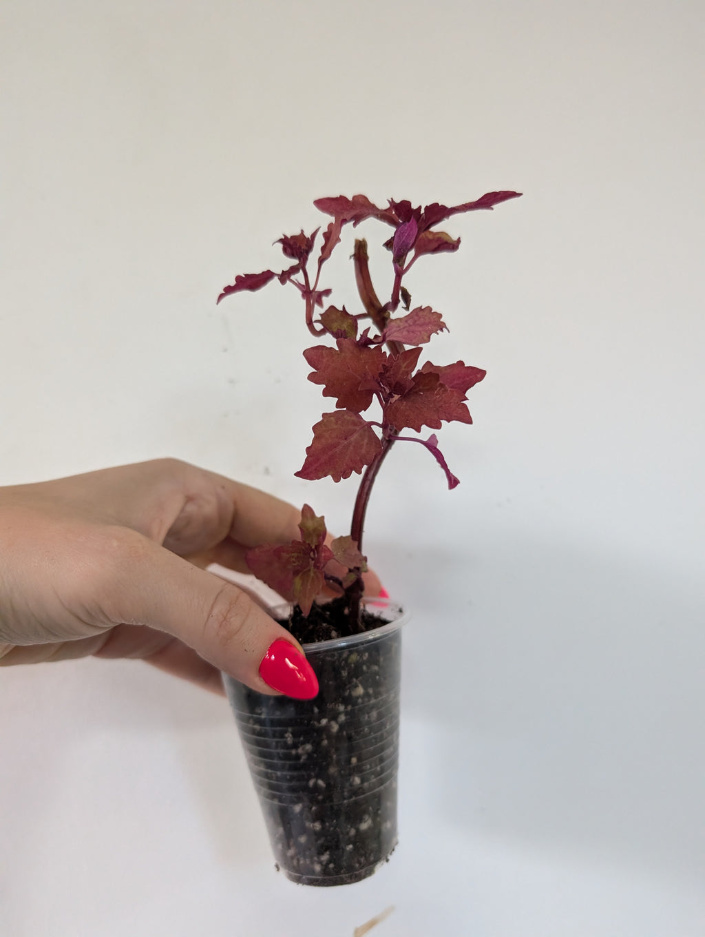 Coleus Henna