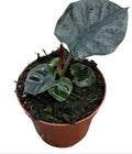 Pre-order Alocasia Black Magic 8cm
