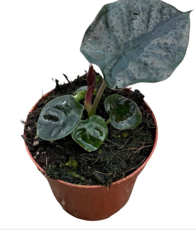 Pre-order Alocasia Black Magic 8cm