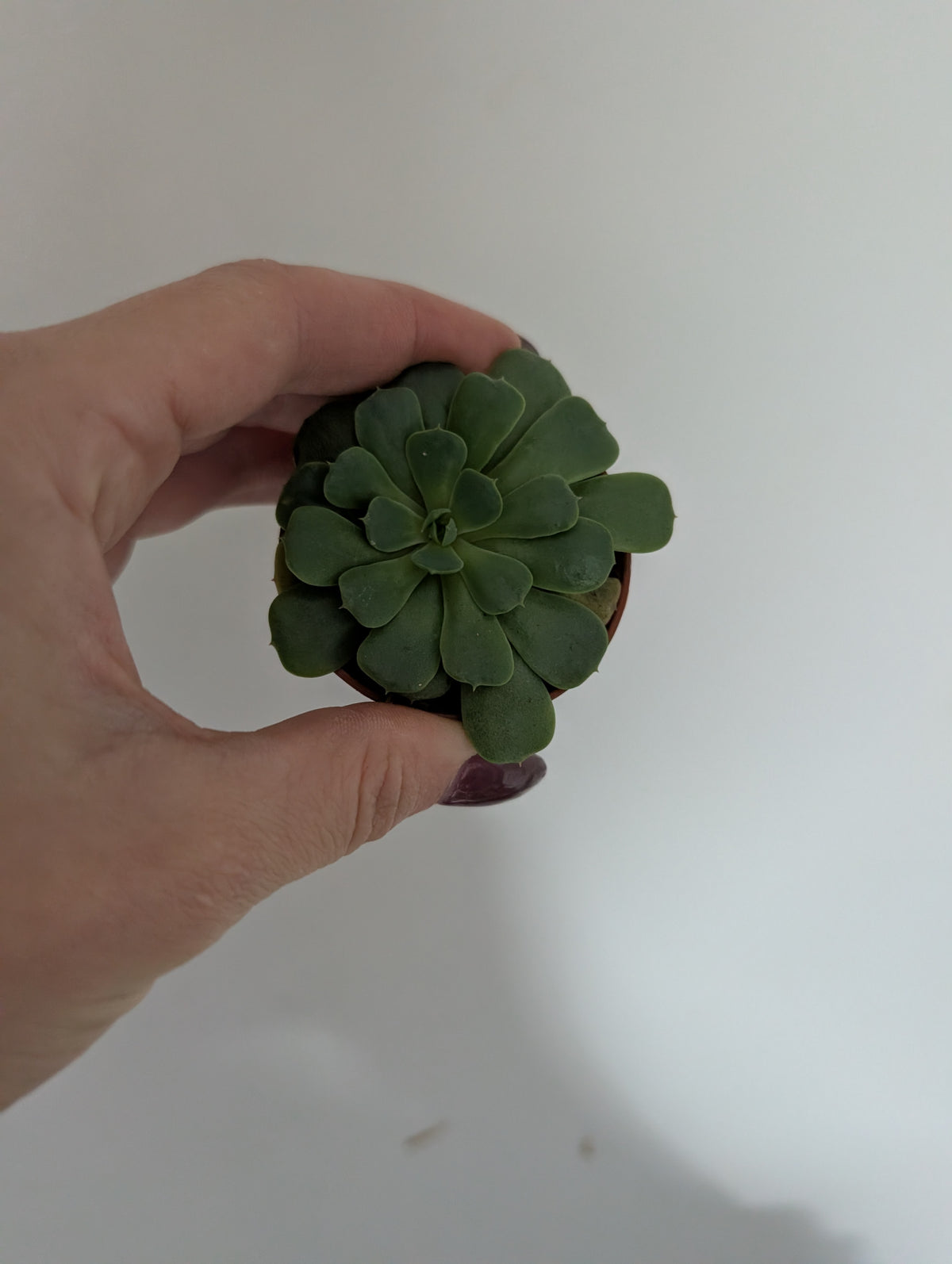 Echeveria