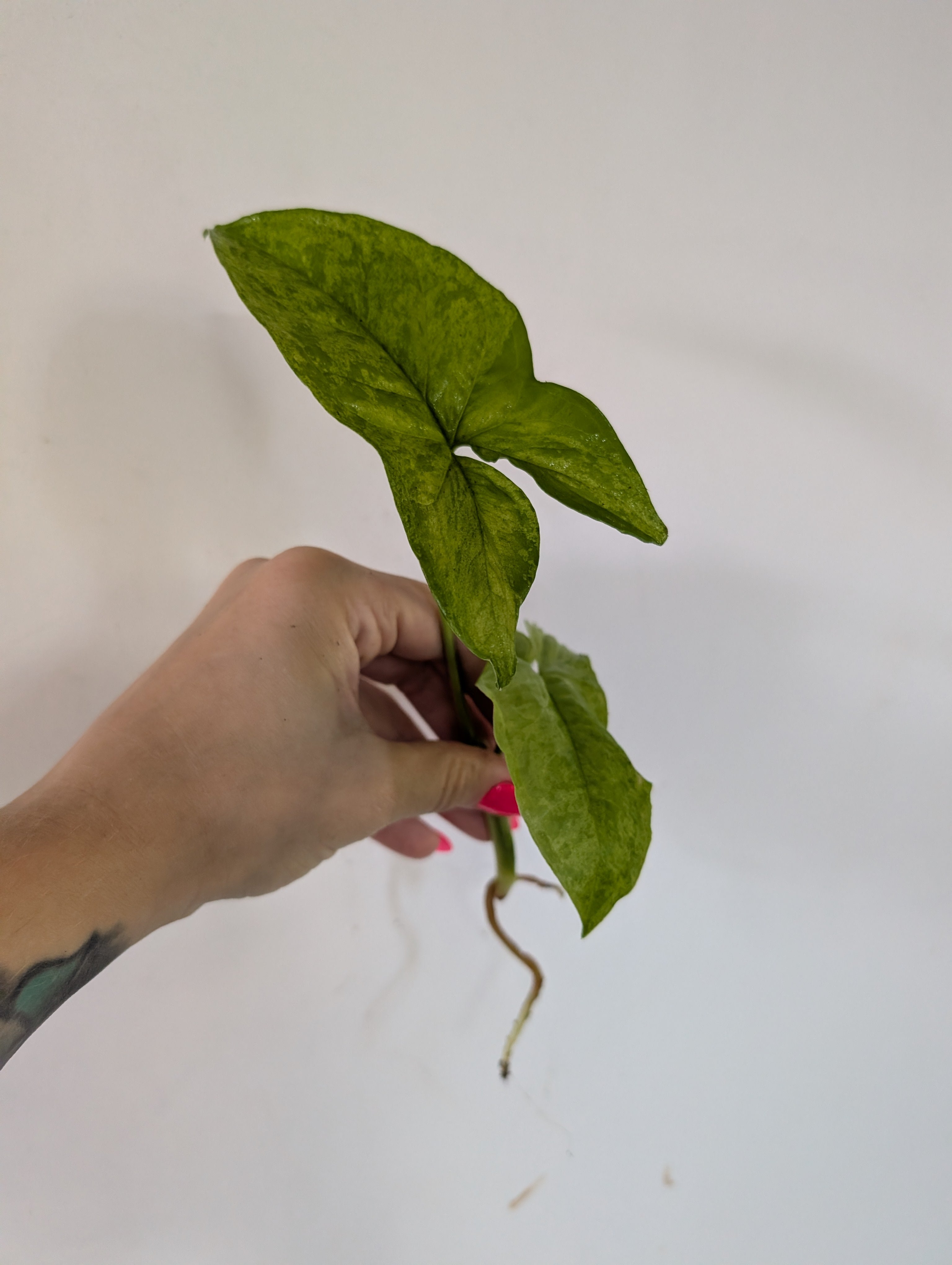 Syngonium Mottled Partially rooted clipping