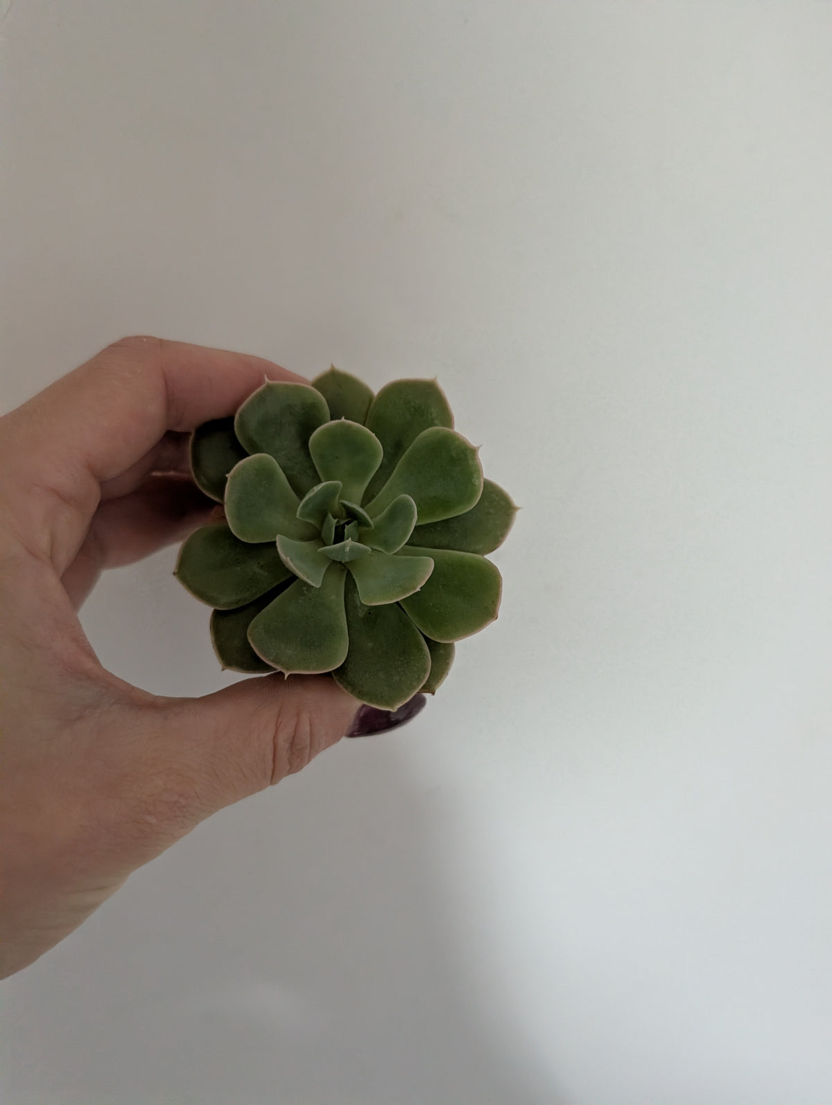 Echeveria