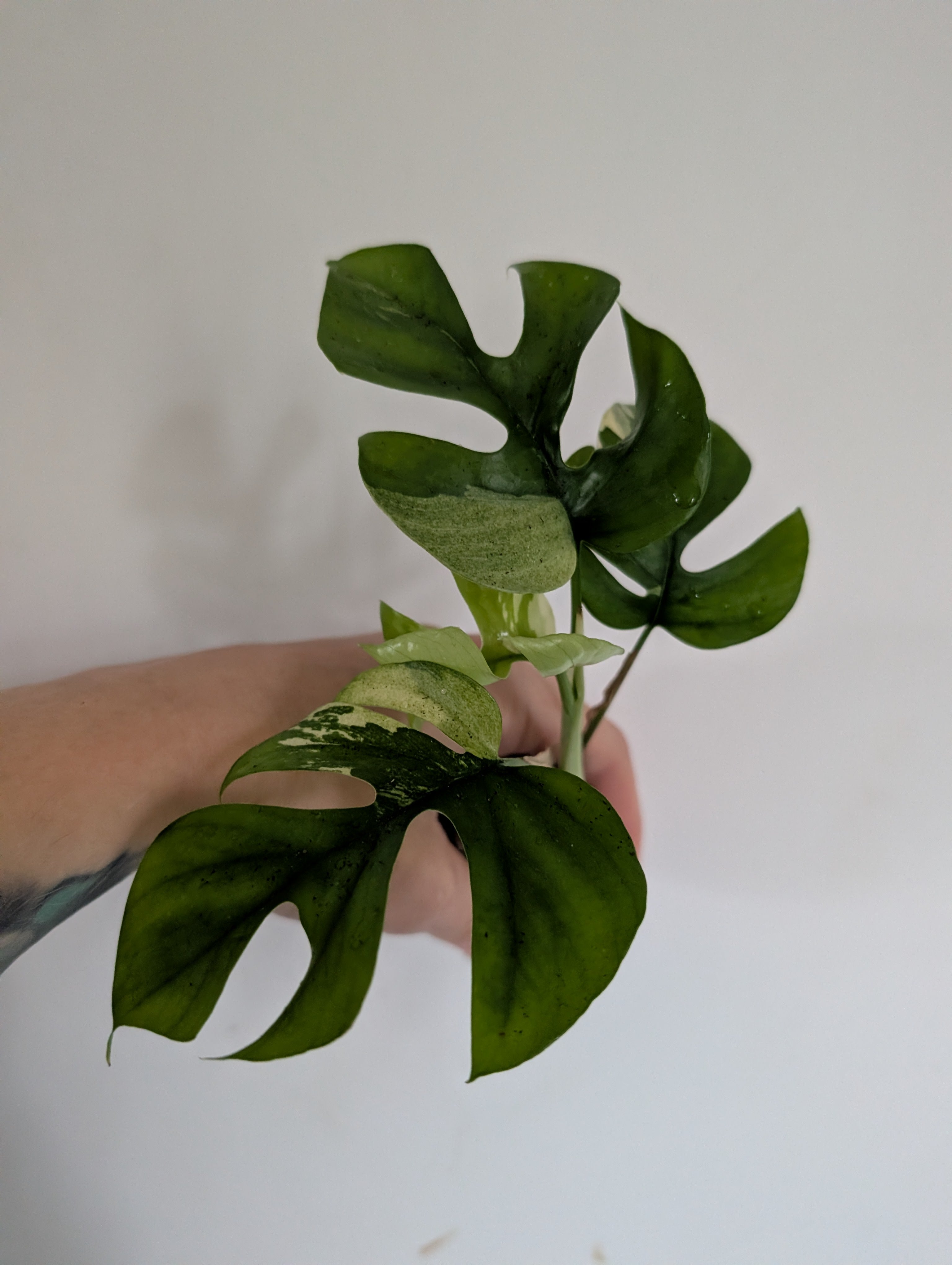 Rhaphidophora Tetrasperma Variegated 6cm